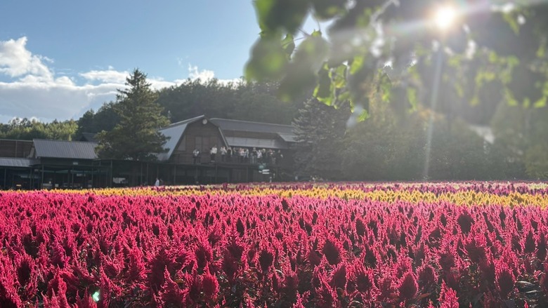 北海道初秋十一天自駕旅行 照片 022
