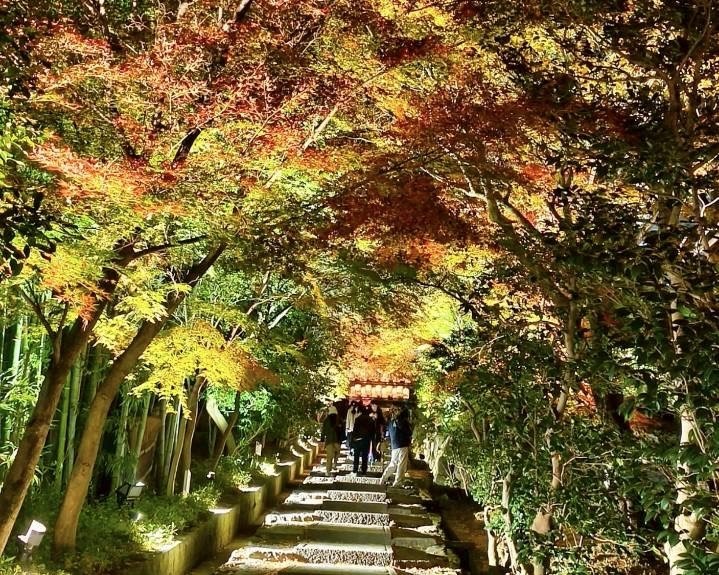 12月京都紅葉名所散策 照片 013