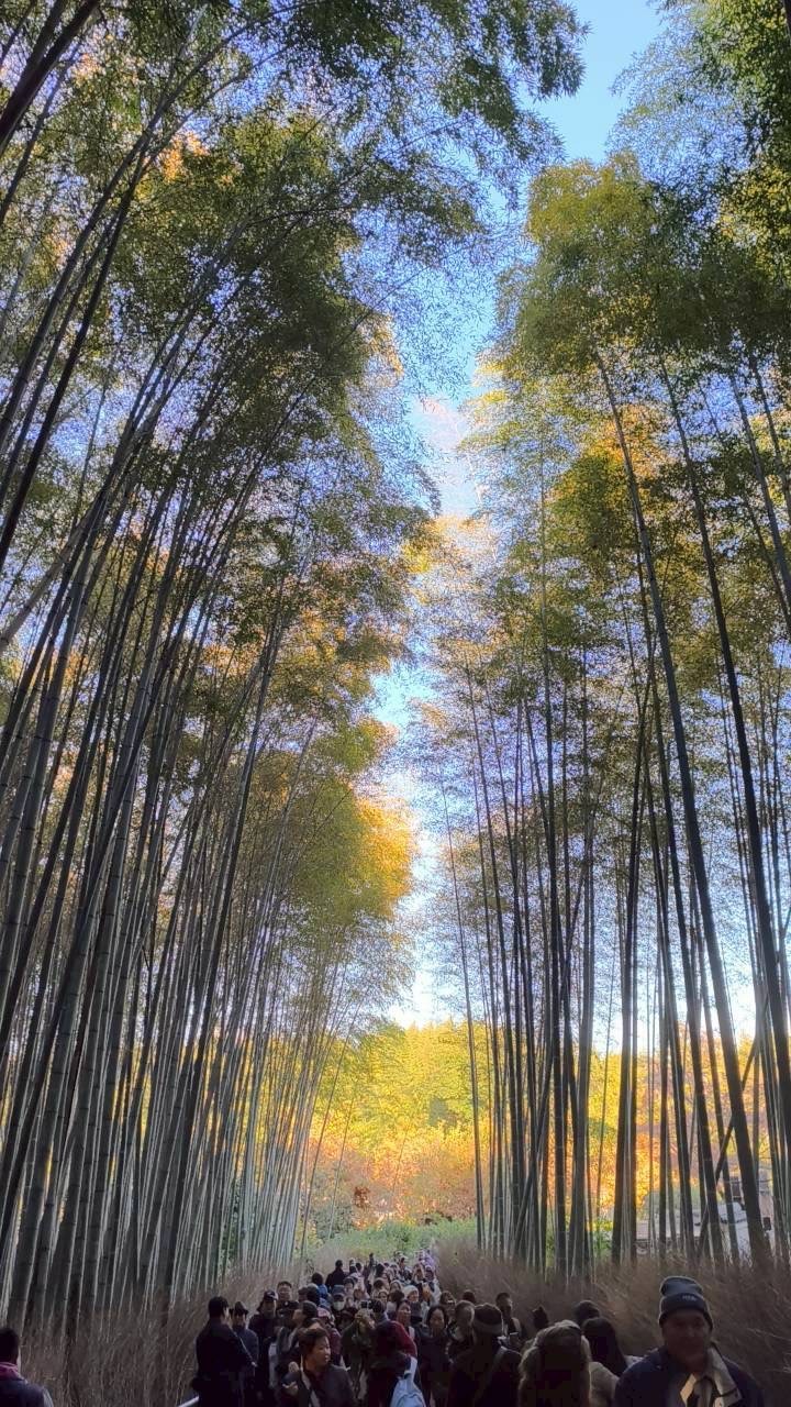 12月京都紅葉名所散策 照片 045