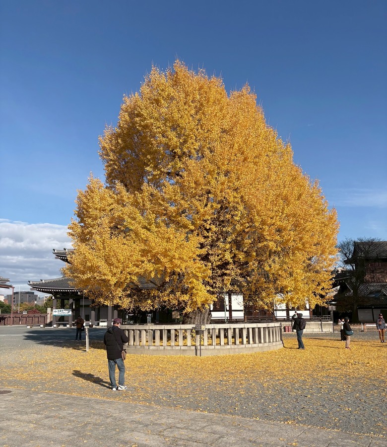 12月京都紅葉名所散策 照片 059