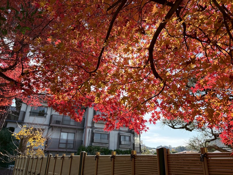 12月京都紅葉名所散策 照片 068